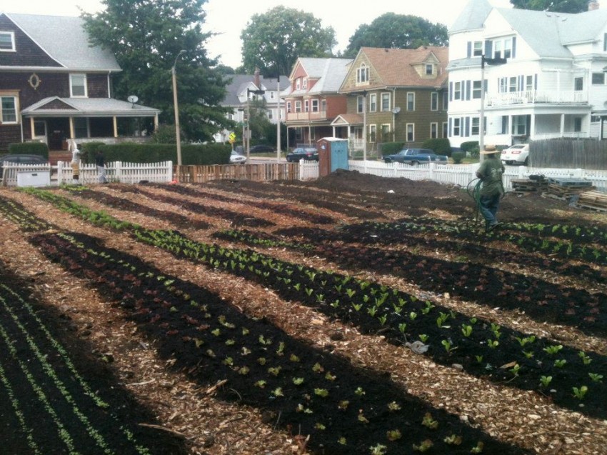 The first phase of the Mayor's Pilot Urban Agriculture Rezoning Project involved issuing an RFP seeking farmers to create a farm on two city-owned properties in South Dorchester. City Growers was selected and now operates two farms in Boston. (Courtesy of City Growers Boston/Facebook)