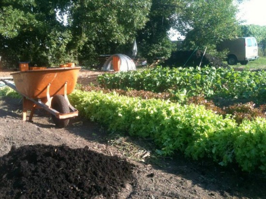 The first phase of the Mayor's Pilot Urban Agriculture Rezoning Project involved issuing an RFP seeking farmers to create a farm on two city-owned properties in South Dorchester. City Growers was selected and now operates two farms in Boston. (Courtesy of City Growers Boston/Facebook)