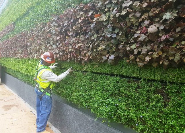 Workers install the park's living wall two weeks before opening (WTC Progress / Facebook)
