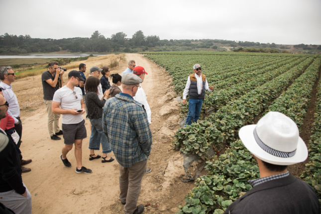 Van Alen Institute Climate Council meeting attendees visiting the strawberry fields at Driscoll’s Farm, Watsonville, California. What if water use in cities was managed as precisely as it is for these plants?