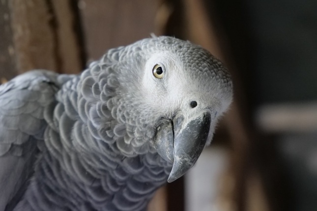 Photo of an African grey parrot