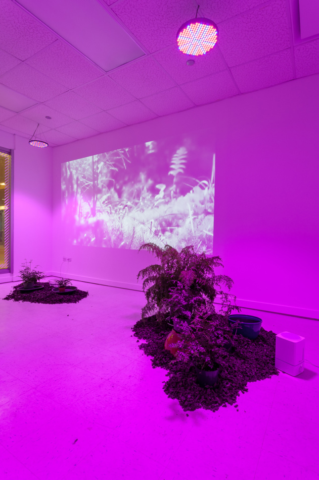 Photo of Phytovision, an installation by Lindsey French, in Chicago's Space p11 