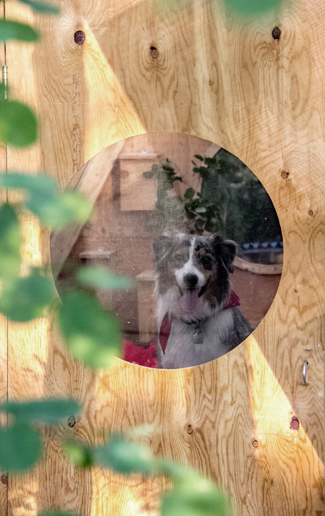 Photo of a dog and a circular cutout