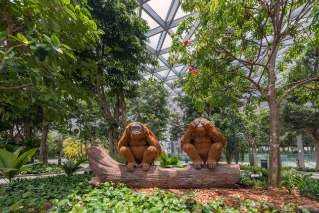 Photo of two robotic orangutans on a log below a glass canopy