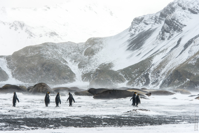 Photo of penguins and seals in antarctic landscape