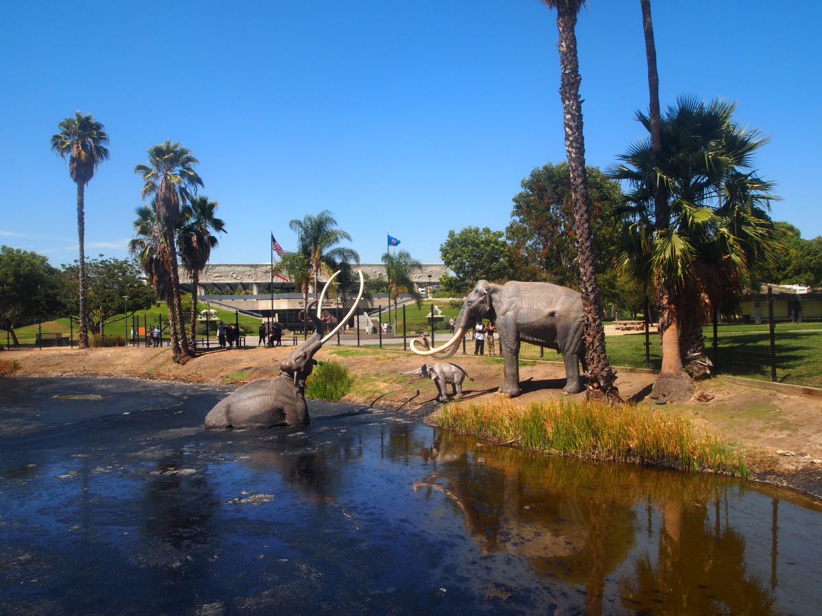 Photo of a La Brea Tar Pits sculpture of a mammoth being pulled into a tar pit, while two mammoths on the shore watch and try to help