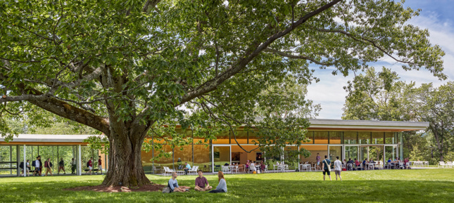 Image of large oak tree shading glass-walled cafe with people eating inside and on lawn