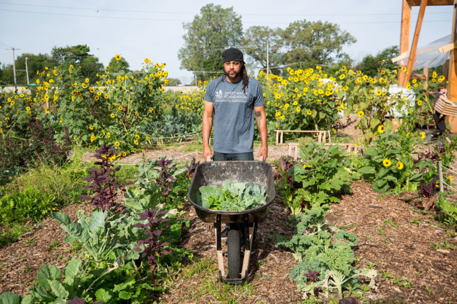 A man stands in a lush garden of sunflowers and greenery holding a wheel barrow filled with green vegetables. 