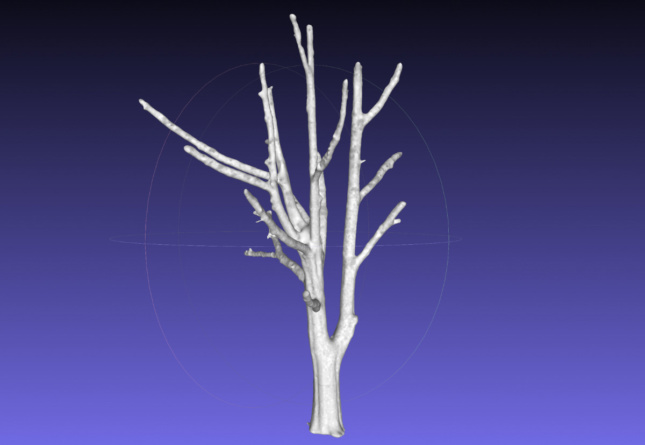 Digital rendering of a tree created by WholeTrees