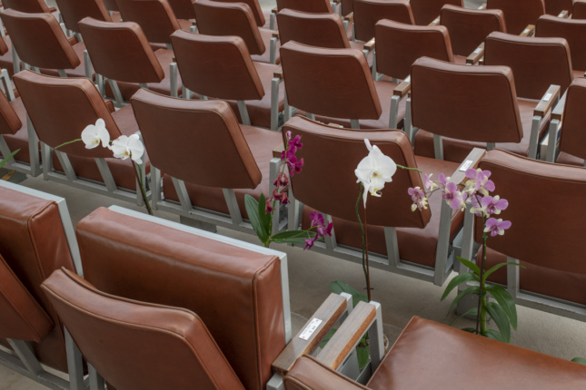 Potted orchids between leather folding seats.