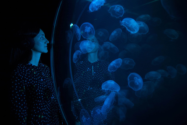 Photo of a person looking into a blue jellyfish tank