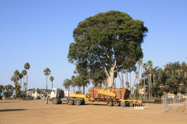 A tree being moved into a park