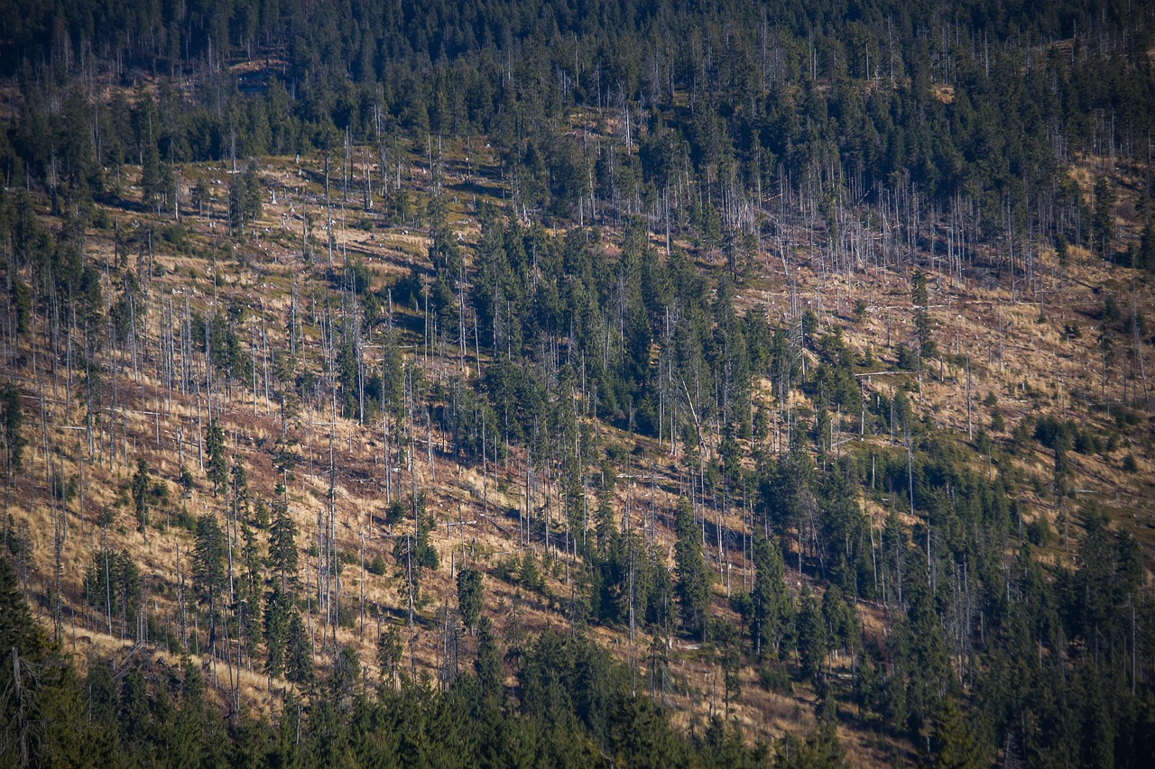 Aerial view of deforestation