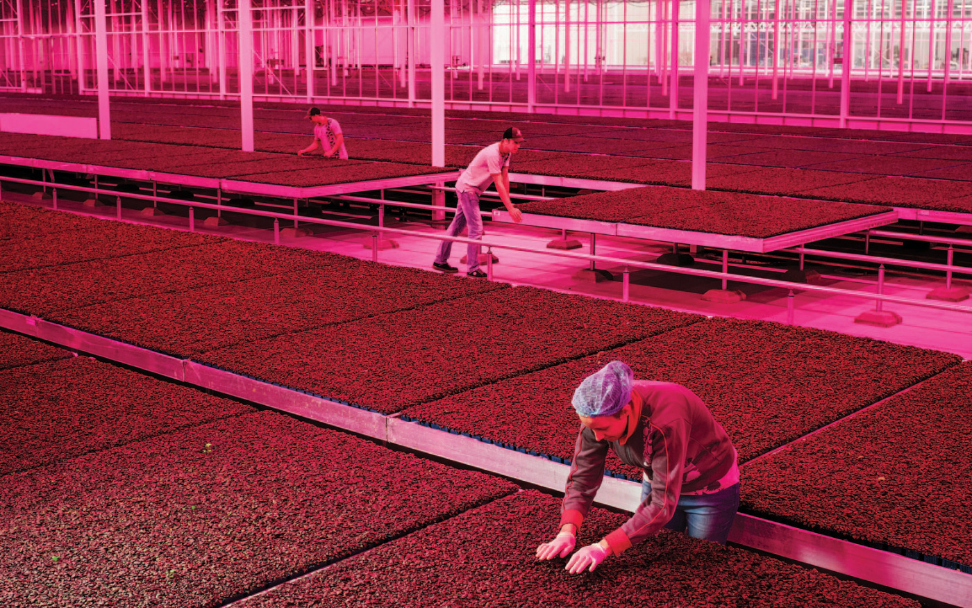 People working with soil in large greenhouse with pink lighting