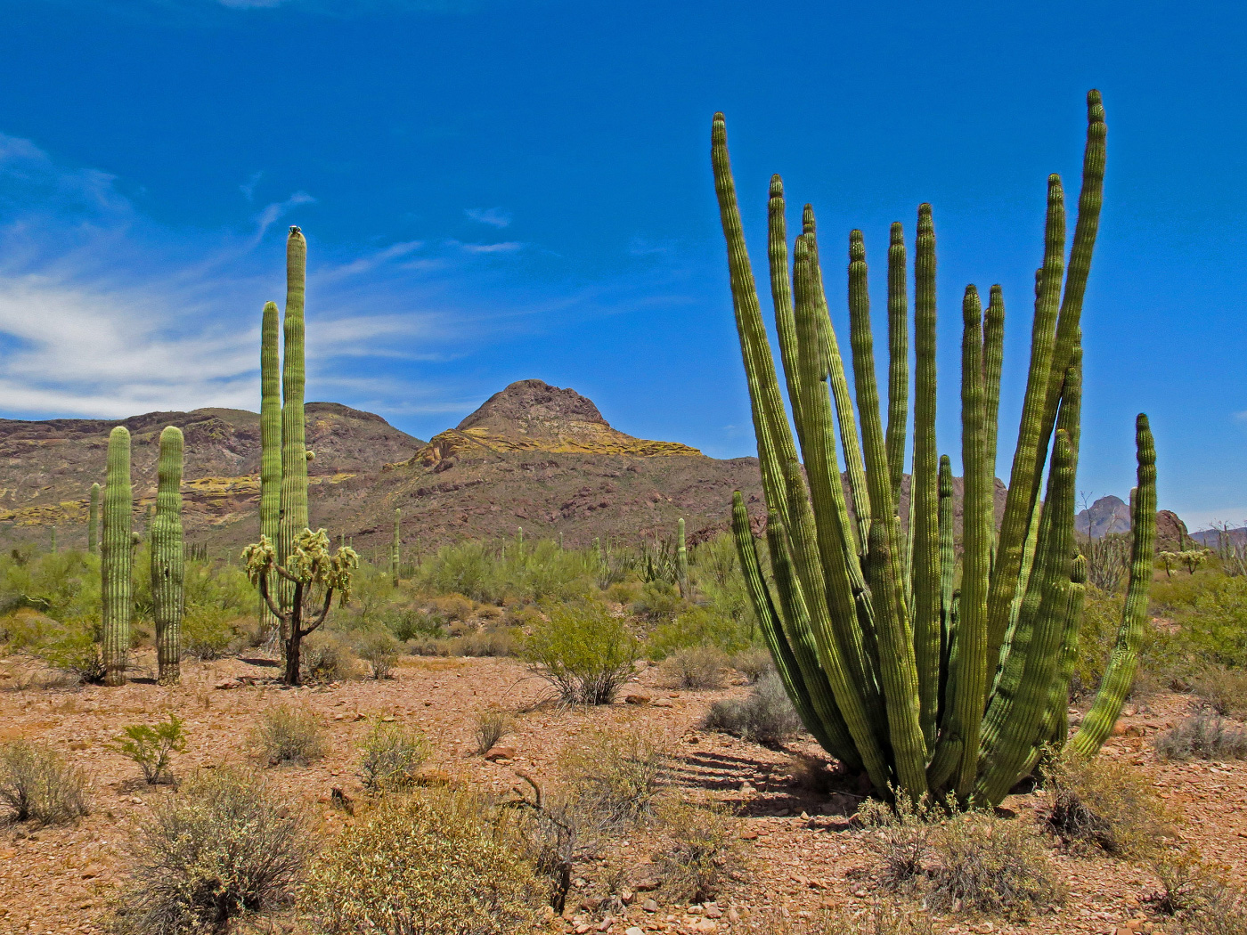 Cacti in a desert, part of the endangered Organ Pipe Cactus National Monument