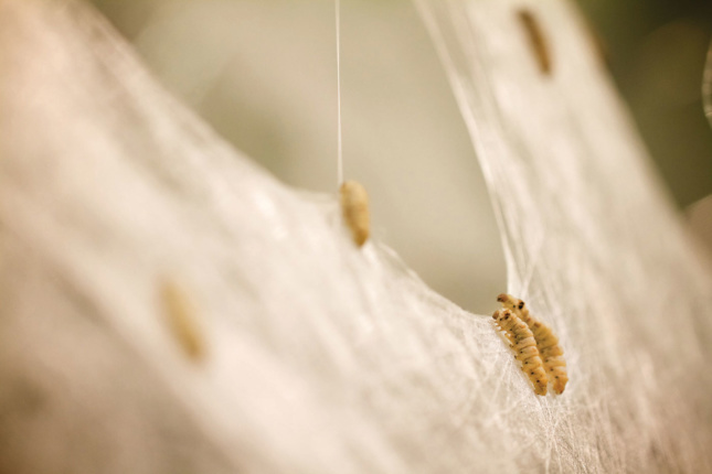 Zoomed in photo of silkworms on a spun silk panel.