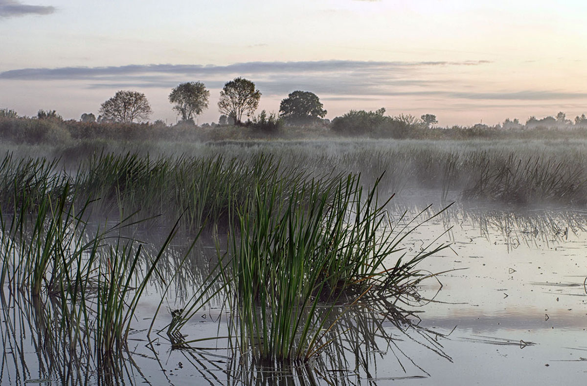 photo of a foggy marsh