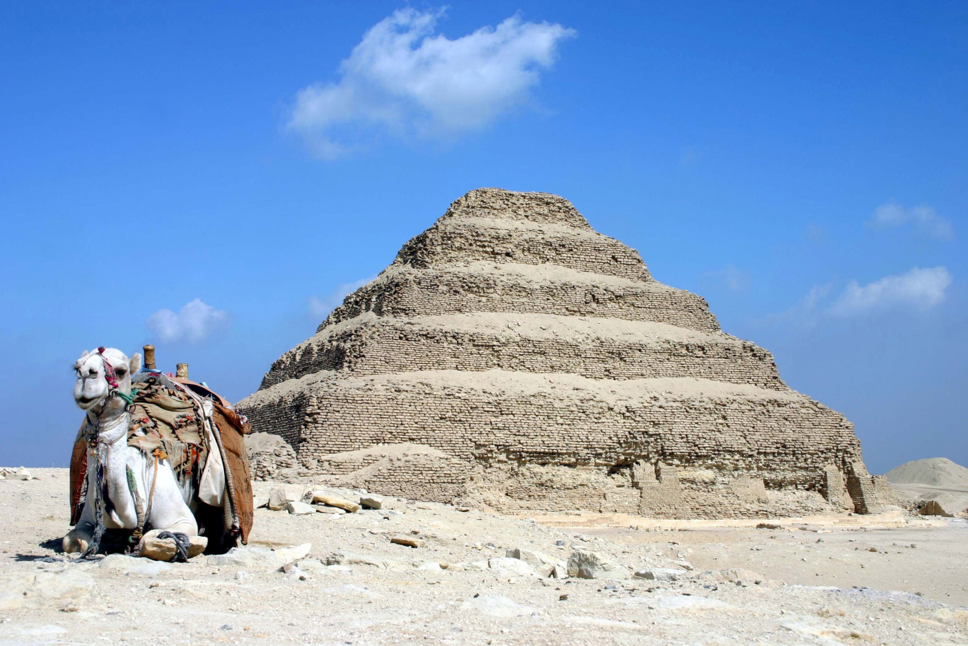 A camel next to a pyramid