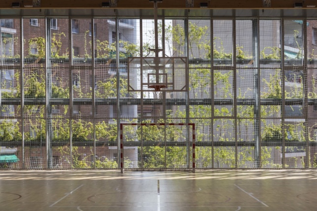 vegetation behind a basketball hoop