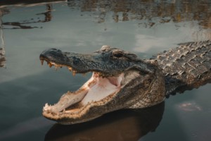 photo of an alligator with jaws open