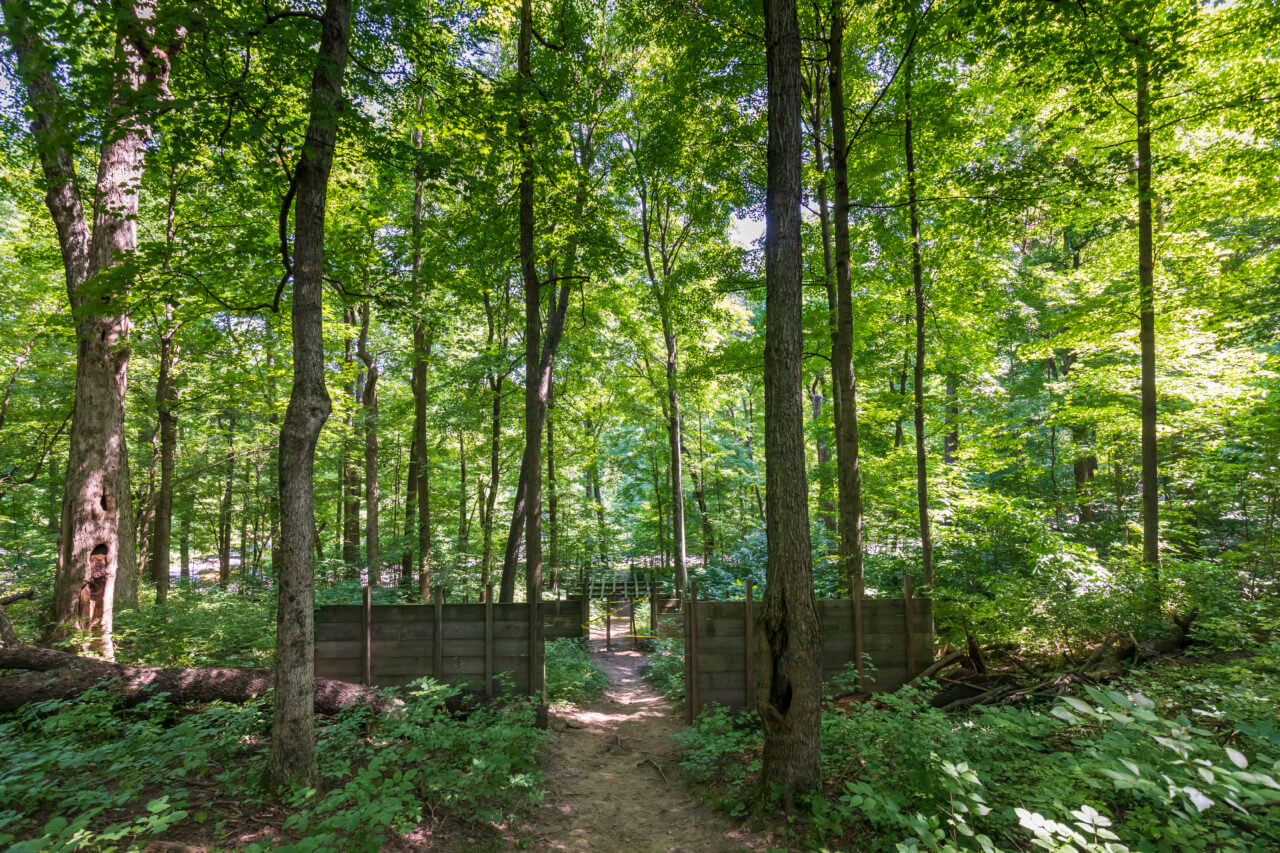 a woodland path
