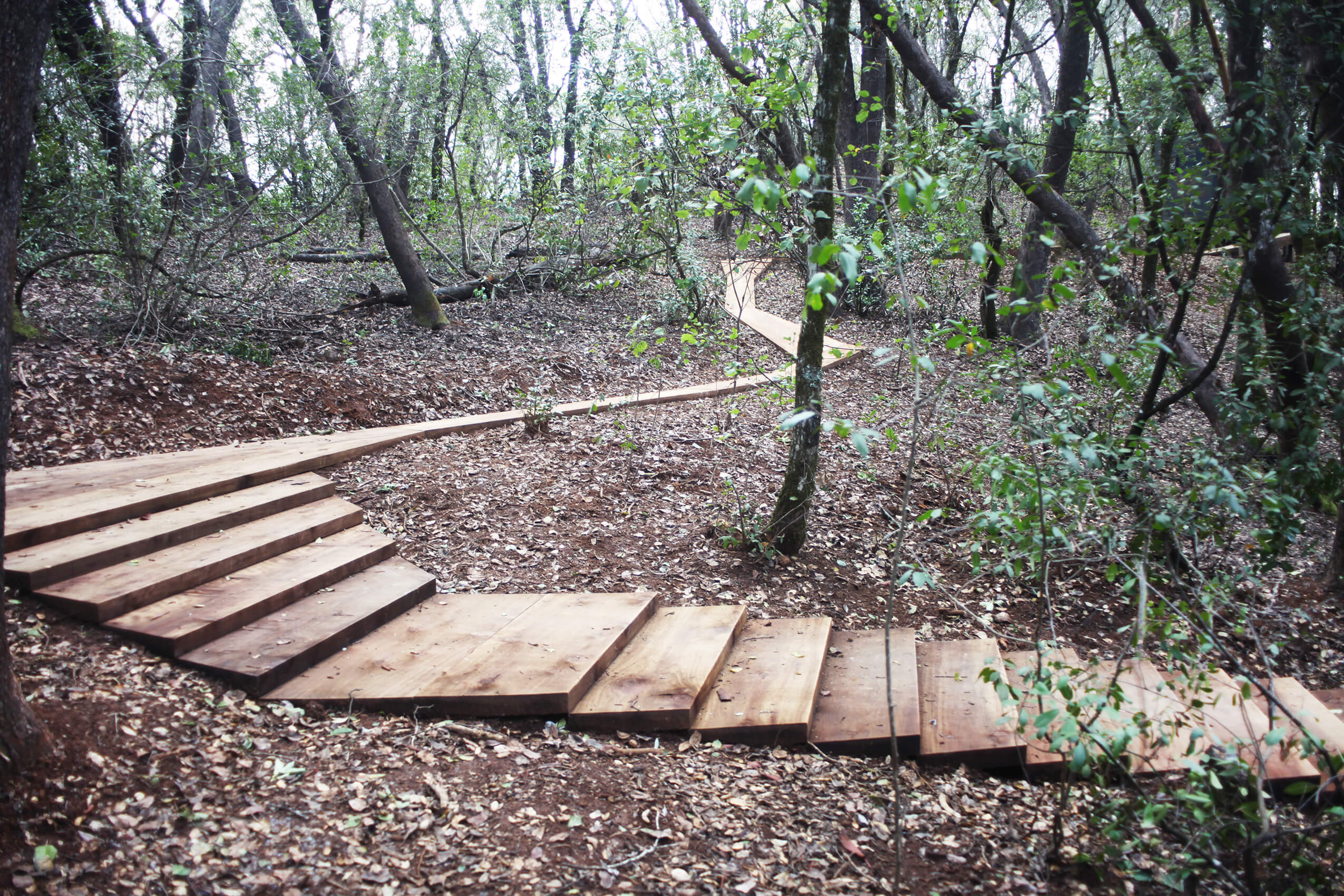 A wooden pathway through the woods