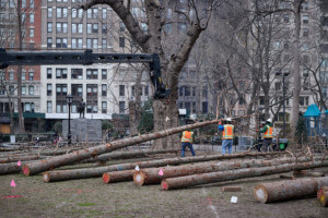 Installation of ghost forest, showing trees being laid out prior to being buried upright