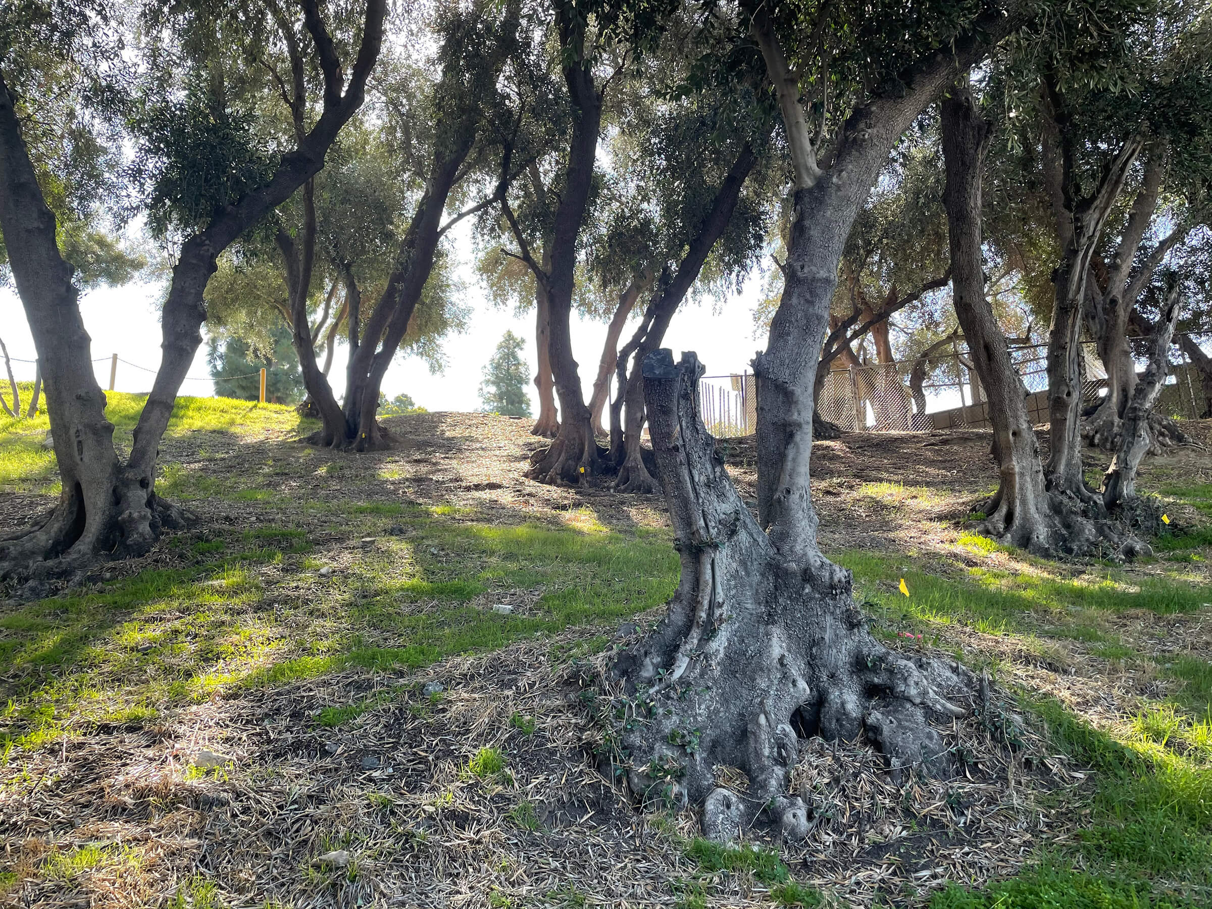 a stand of olive trees