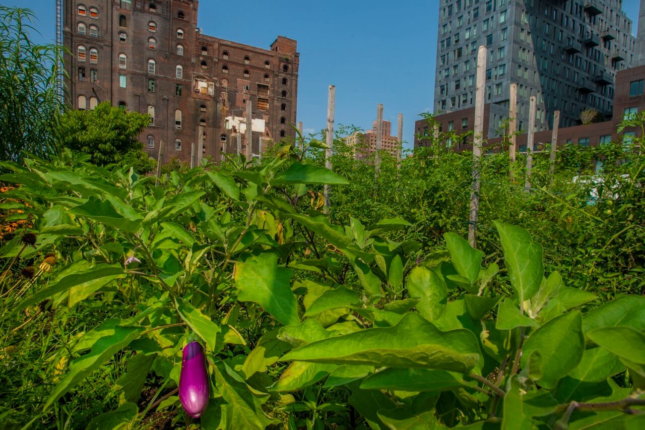 photograph depicting an urban farm in North Brookyln set against a backdrop of skyscrapers