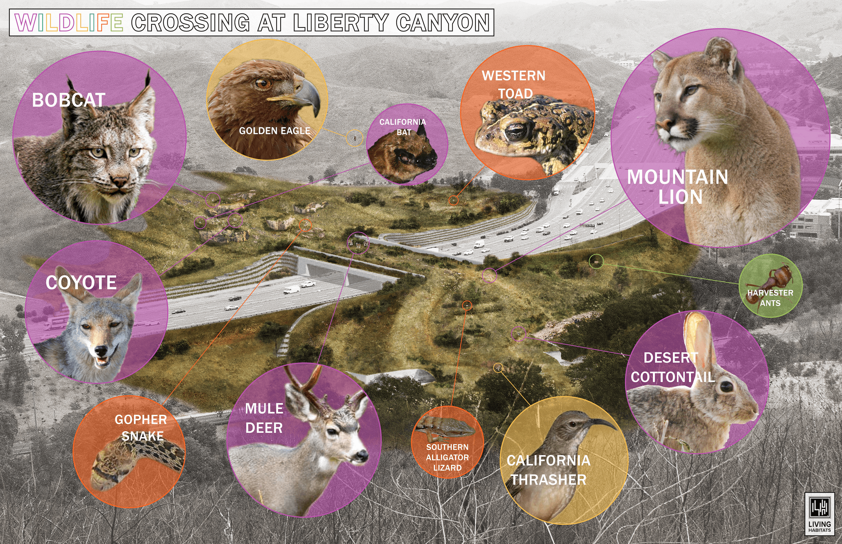 An infographic indicating which species will benefit from the Liberty Canyon Wildlife Crossing, including eagles, coyotes, and more