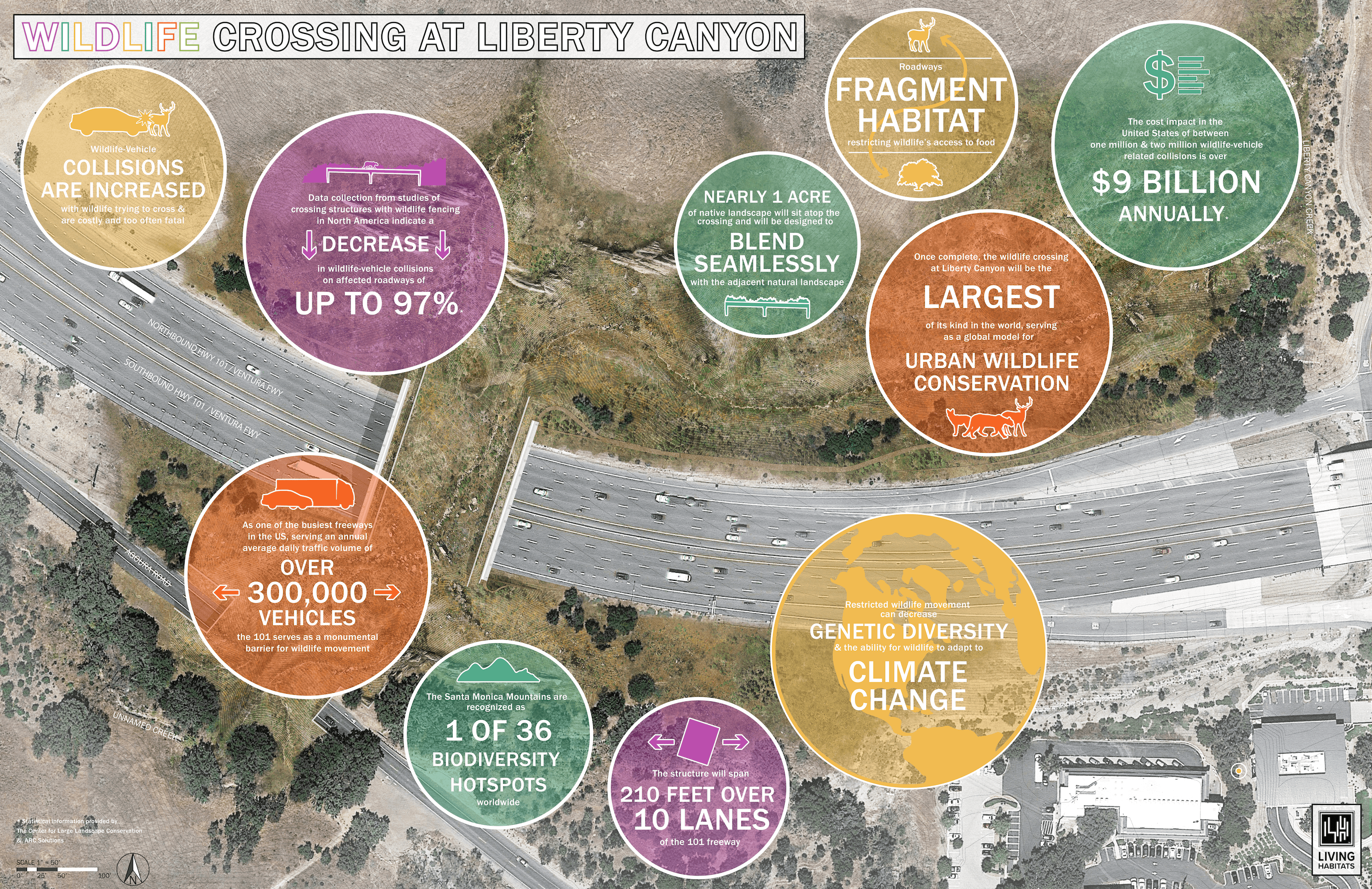 An infographic indicating which species will benefit from the Liberty Canyon Wildlife Crossing