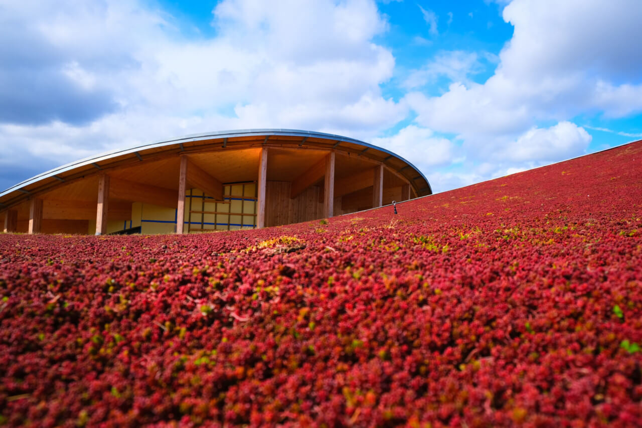 the curving roofline of a building emerging from a hill of red flowers