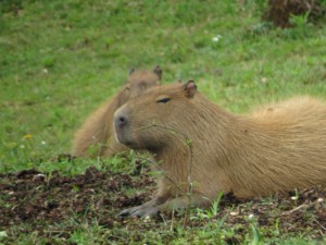 capybaras relax on the grass