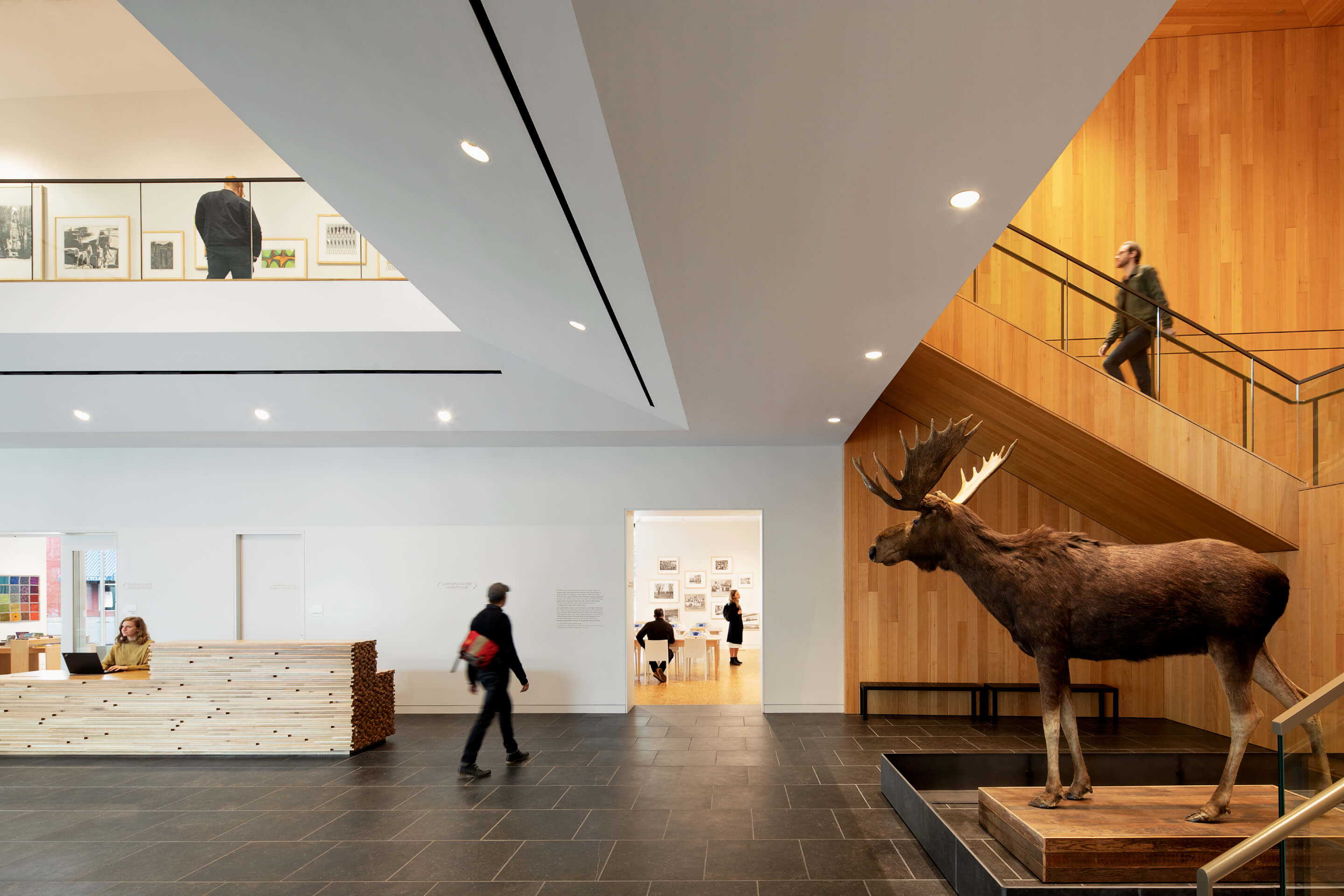 Museum interior with taxidermied moose