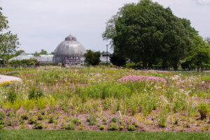 Oudolf Garden Detroit, a wild landscape with a dome atop