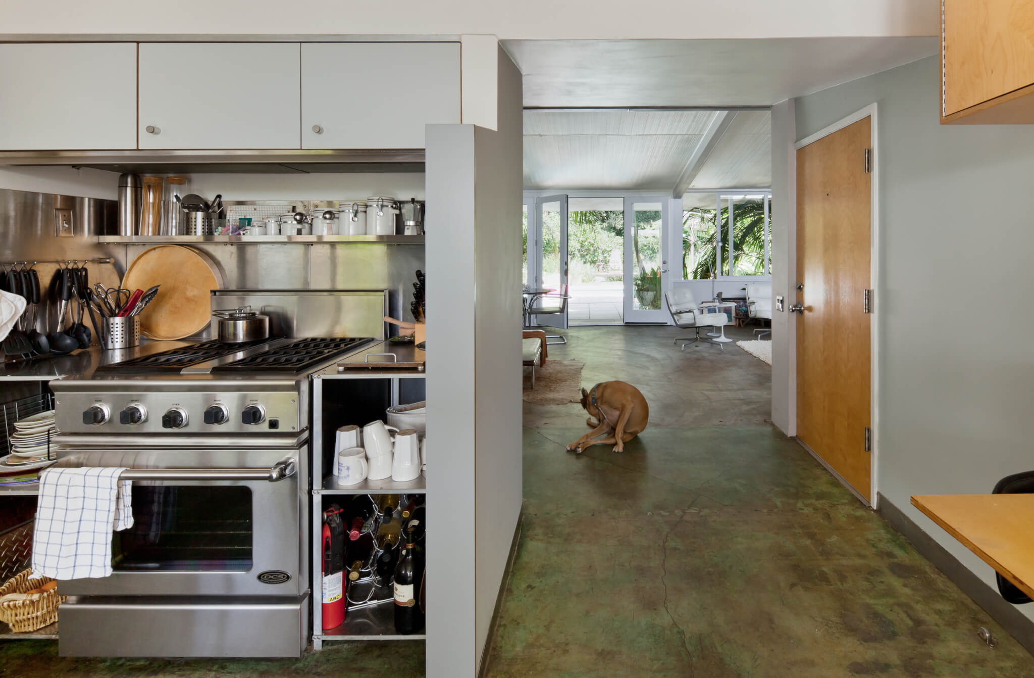 interior of a modernist kitchen with a pooch on the floor