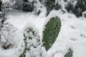 snow covering a cactus in a texas winter