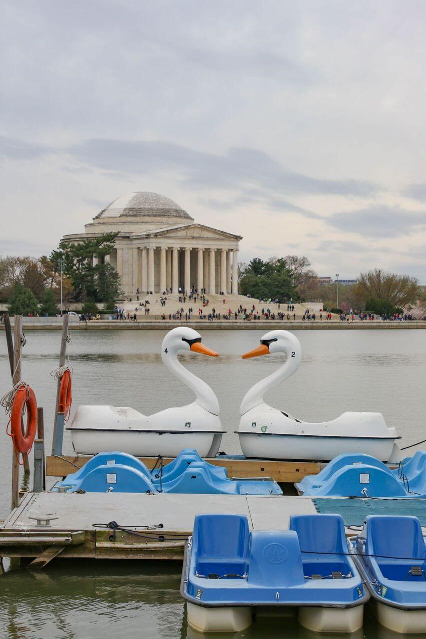 swan boats on the tidal basin with the jefferson memorial in the background