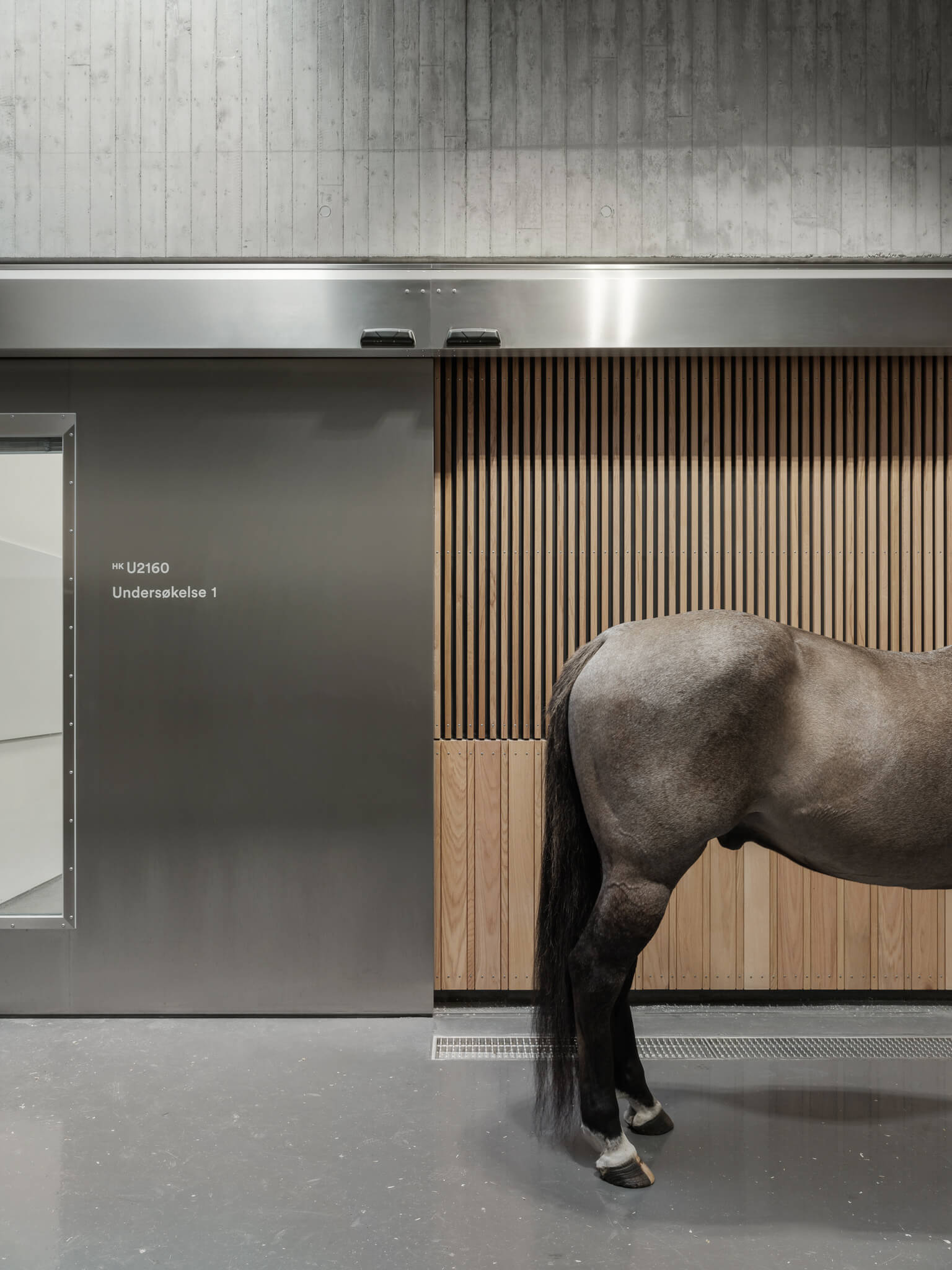 rear of a horse standing in a research facility