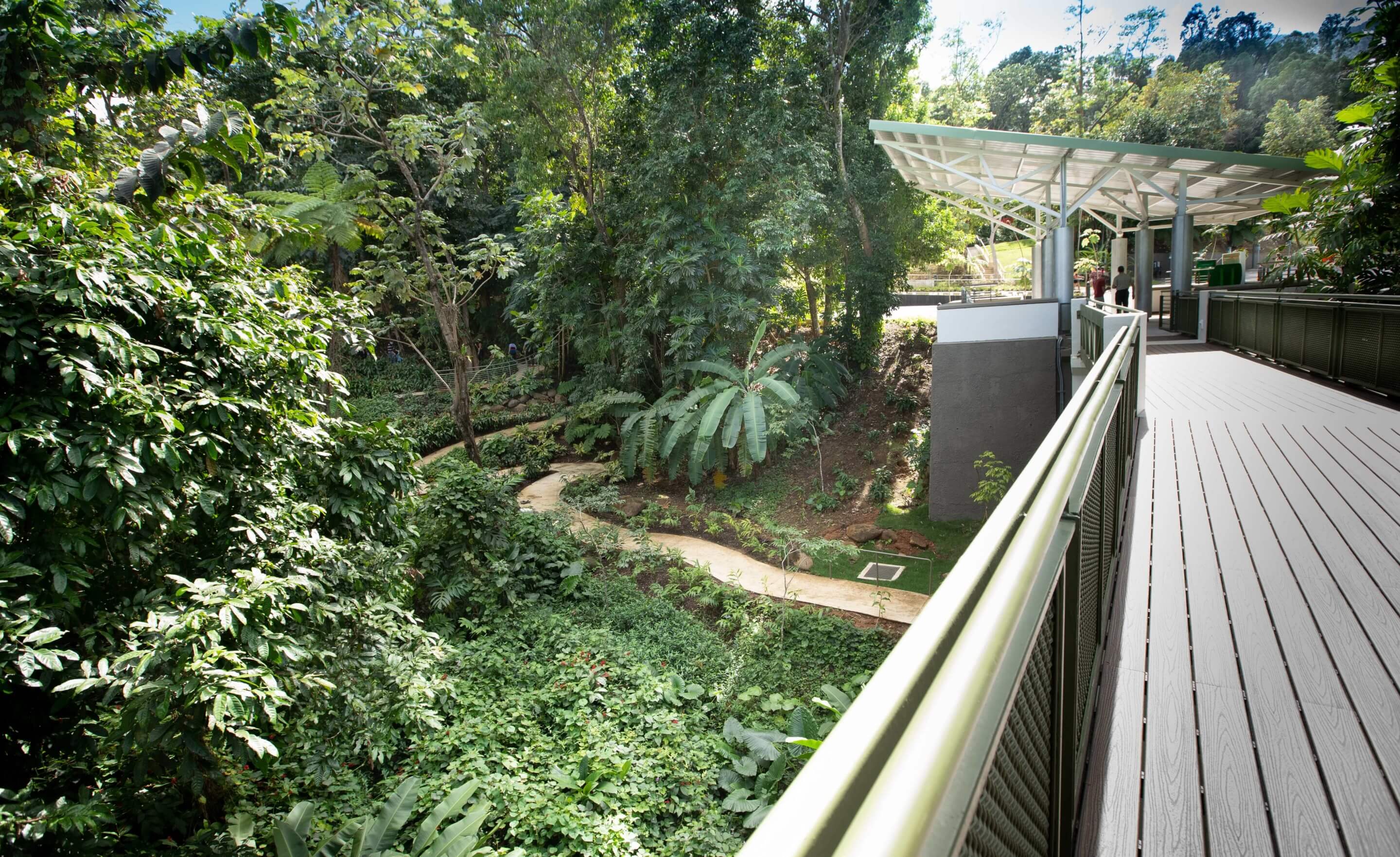 an elevated pathway above a tropical garden