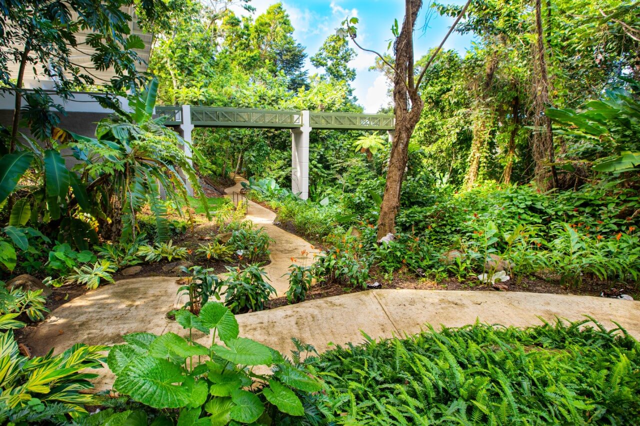 a lush tropical landscape with a nature path