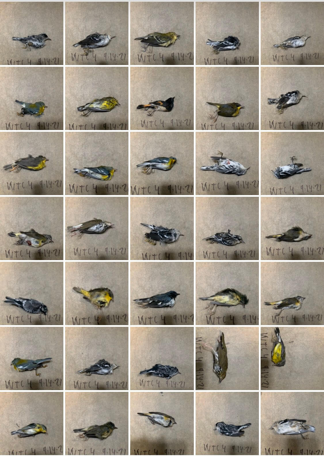 a grid of birds killed by glass impacts