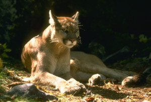 A mountain lion, the kind woodside, california purports to be a home for