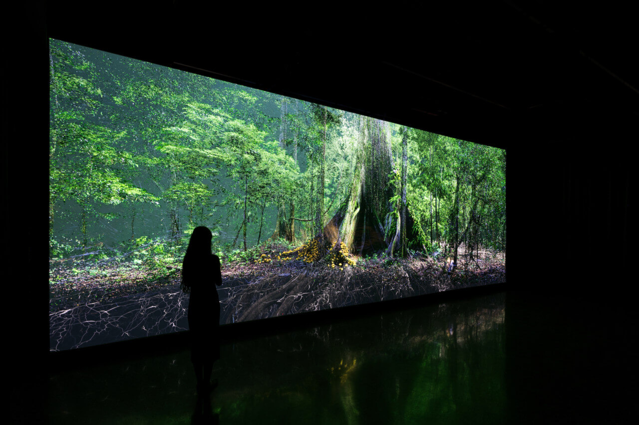 immersive museum exhibition with a digital rainforest