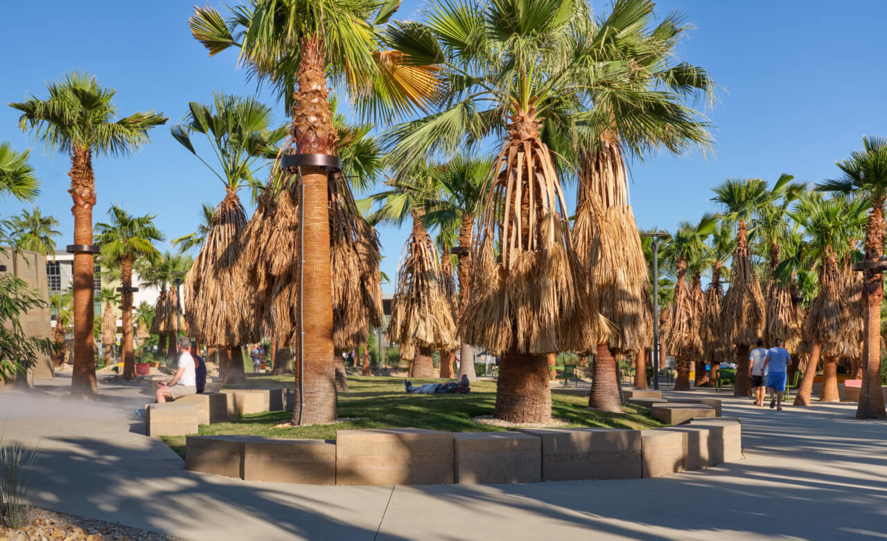 palm trees and bench seating in park