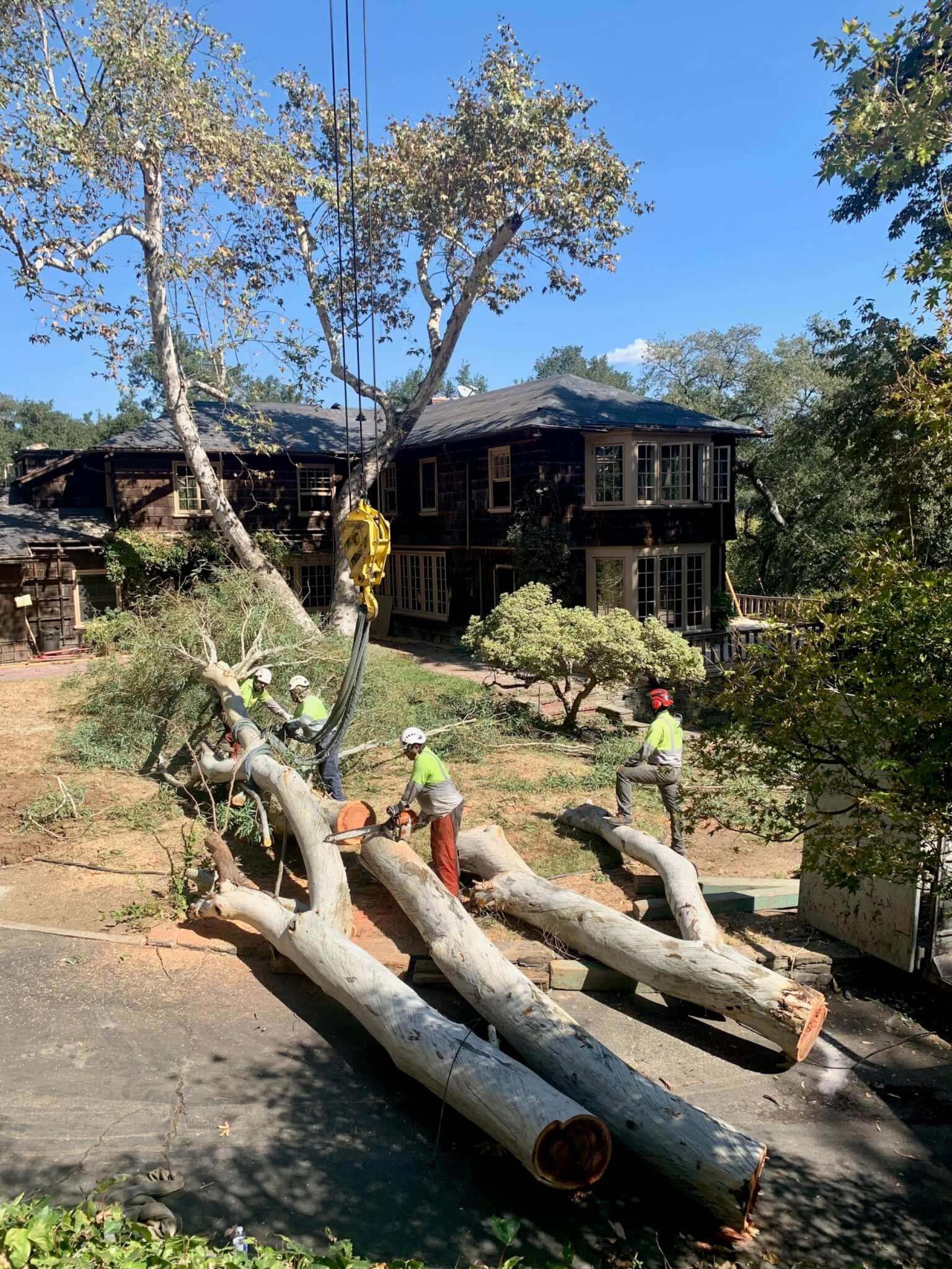 tree removal next to a craftsman home in pasadena, california