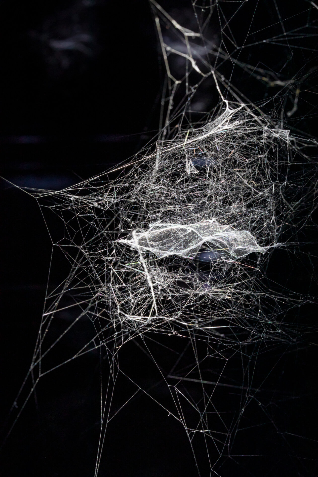 looking at spider webs suspended in a black gallery