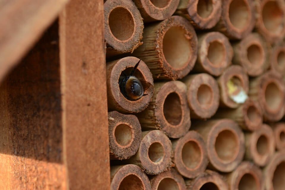 a bee climbing into brick tubes