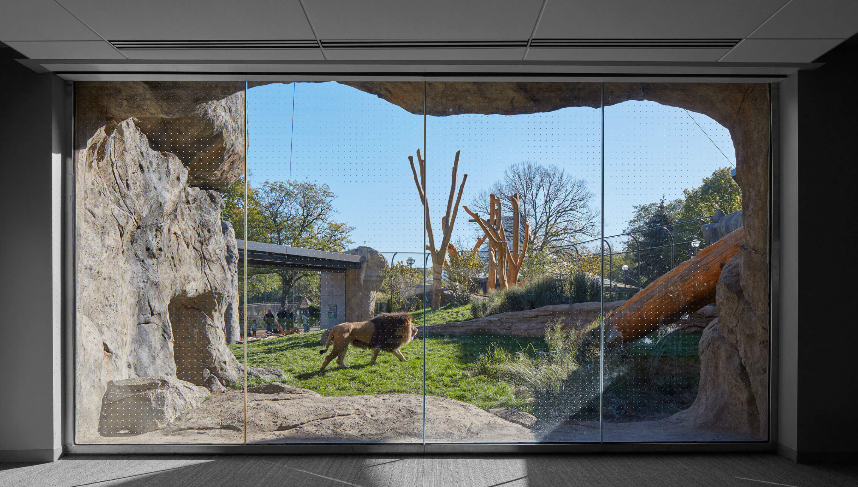 view of a lion in an enclosure through glass