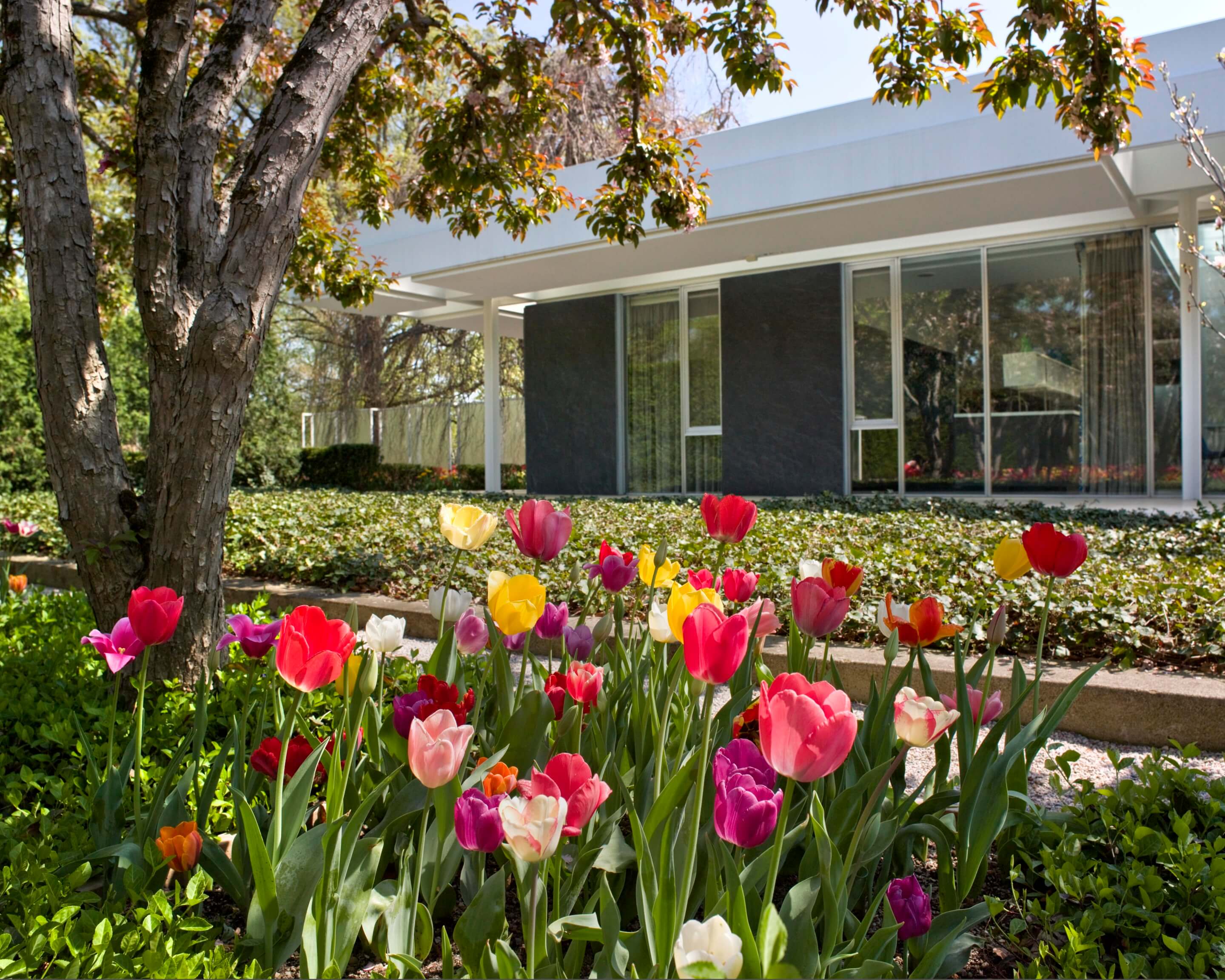 a tulip bed in front of a modernist home